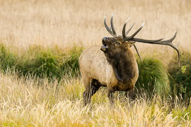 Elk bull bugling during the Elk Rut